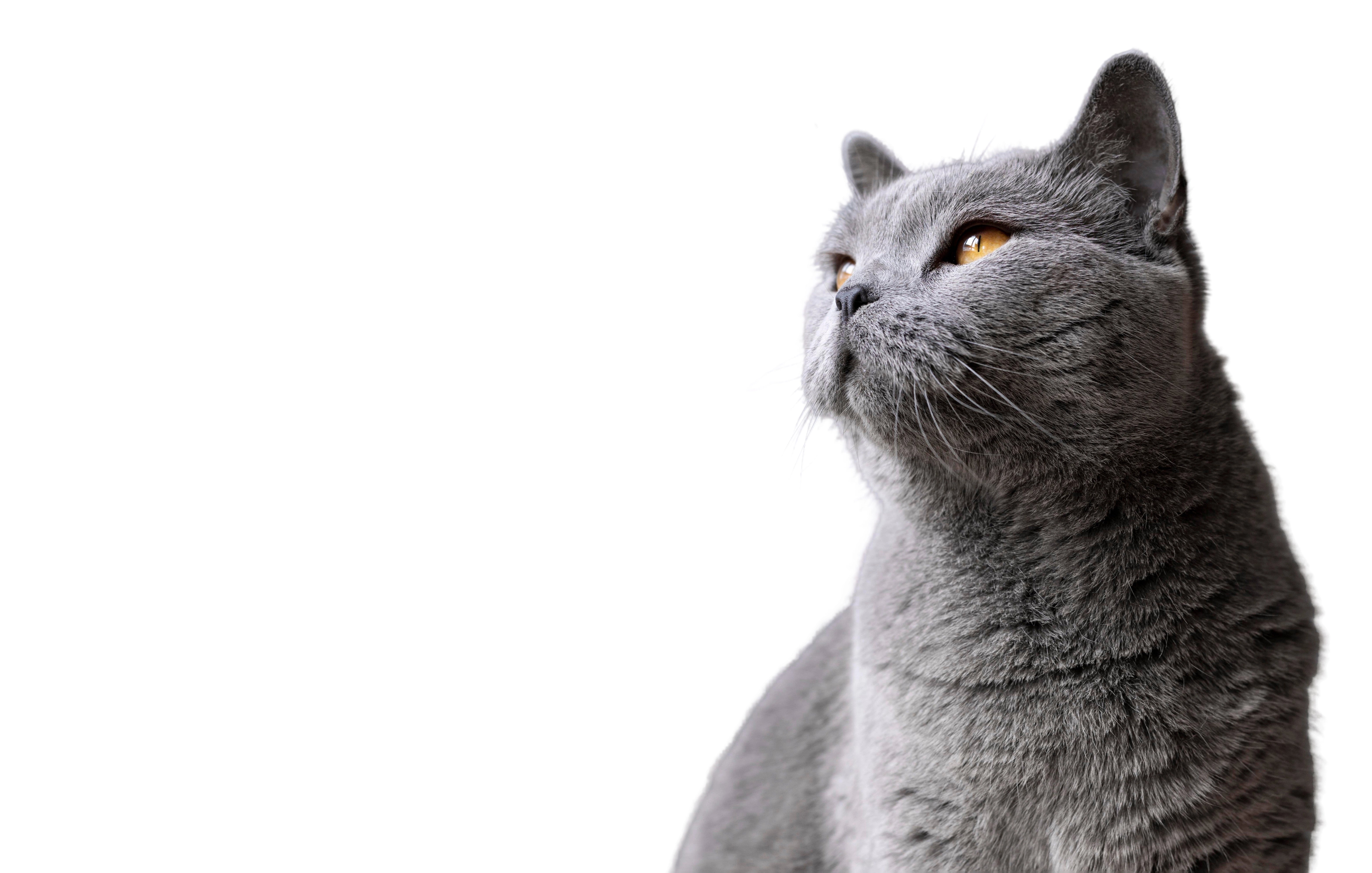 En Yakın Arkadaşınız İçin En Saf İçerikler